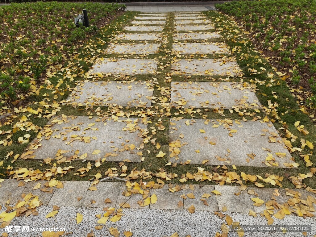 秋日落叶铺就的石板小径