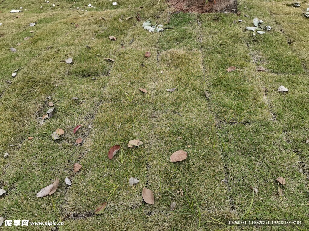 草地散落石块景象