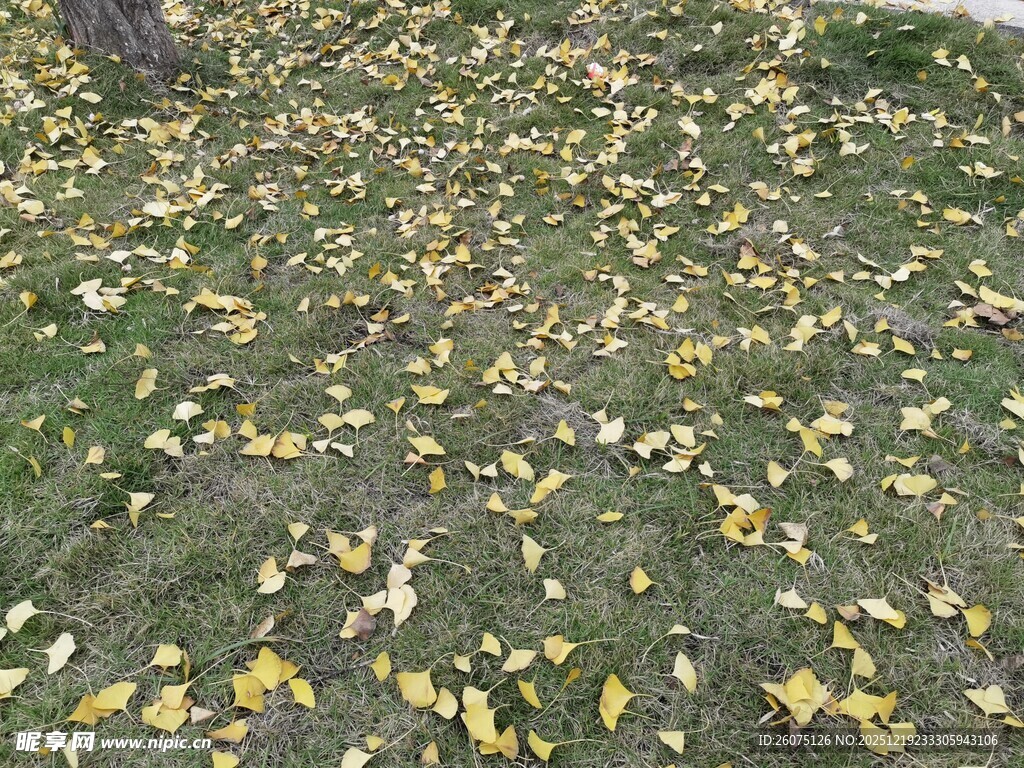 地面铺满金黄落叶景象