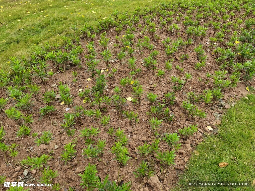 新植草地绿意初显