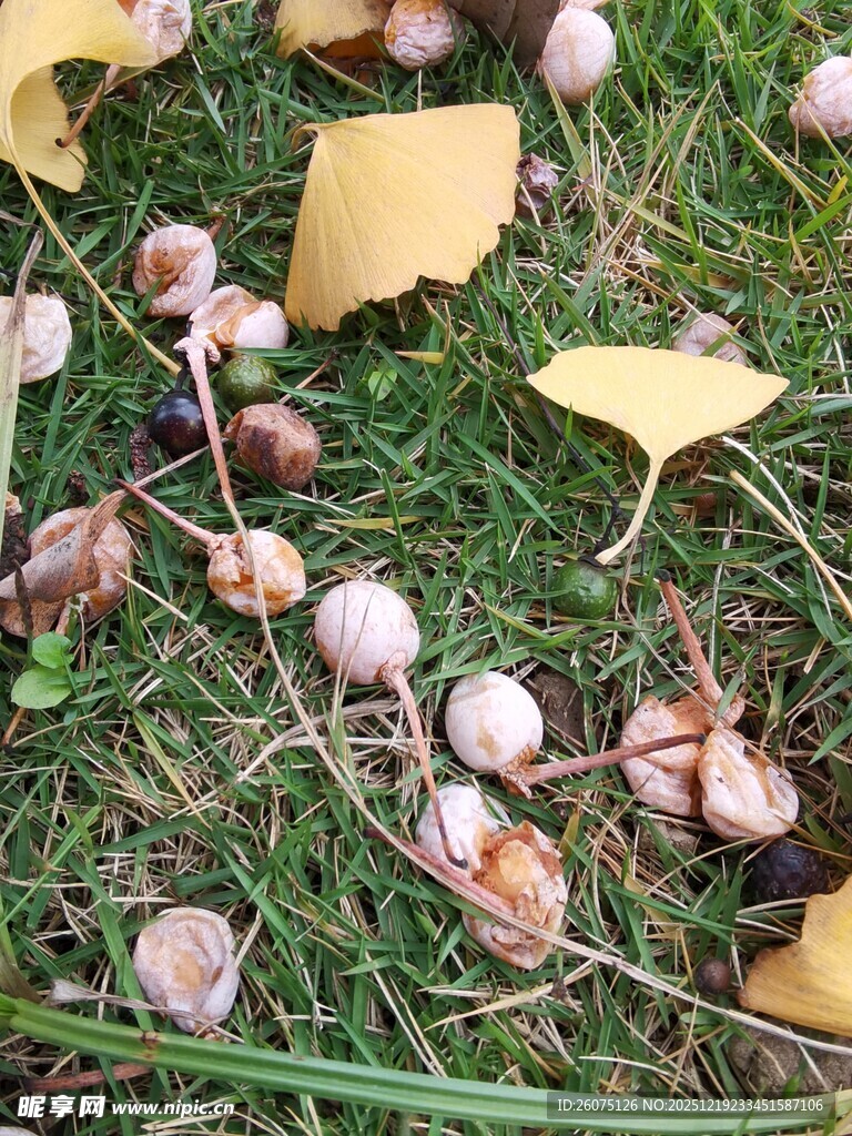 草地上的蘑菇与落叶