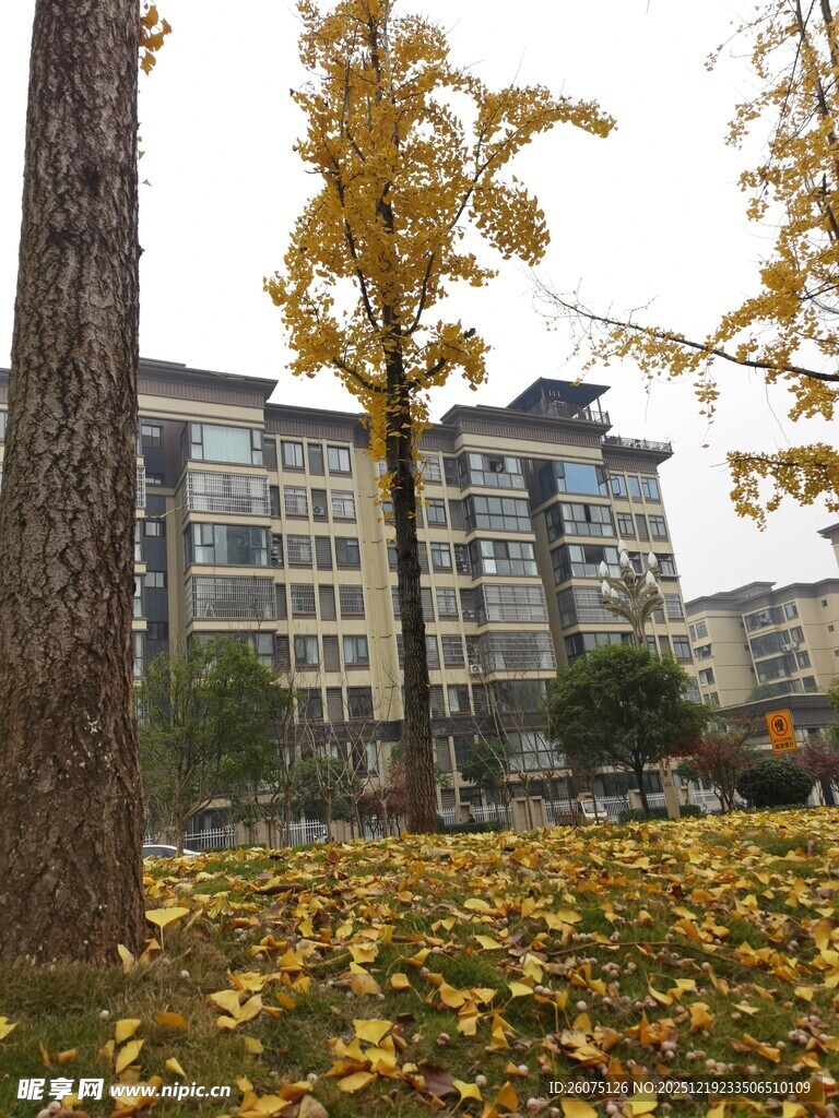 秋日树下落叶与楼宇景致