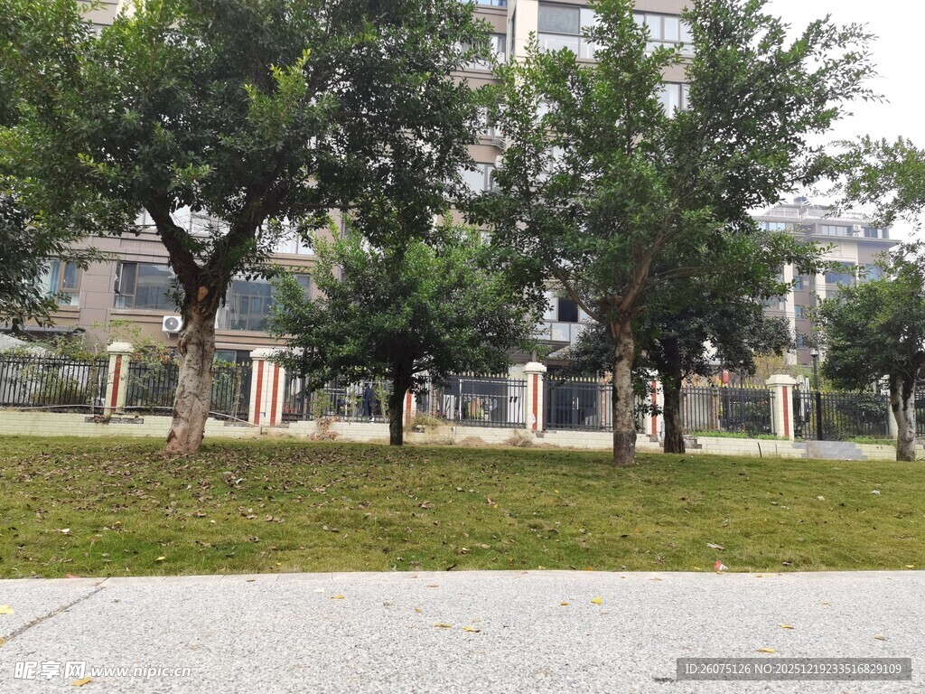 城市中的绿树与开阔草地