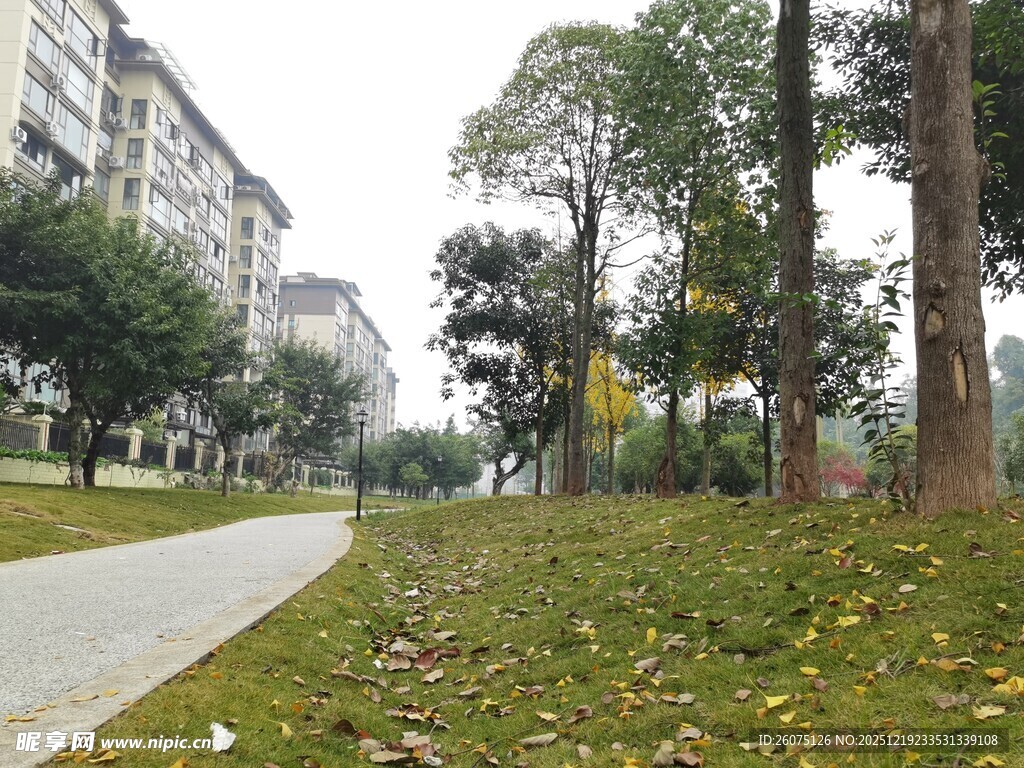 城市公园中的林荫小道