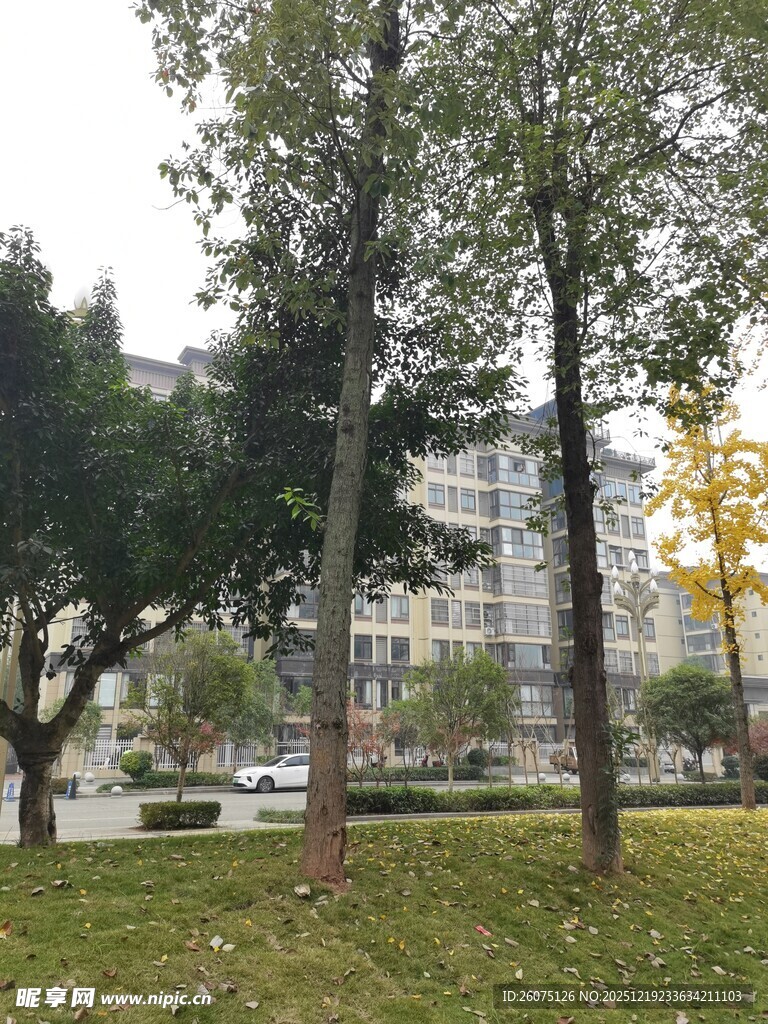 城市公园中的树木与建筑