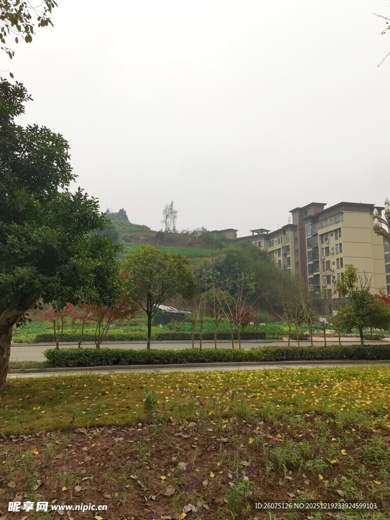 城郊住宅区的宁静景致