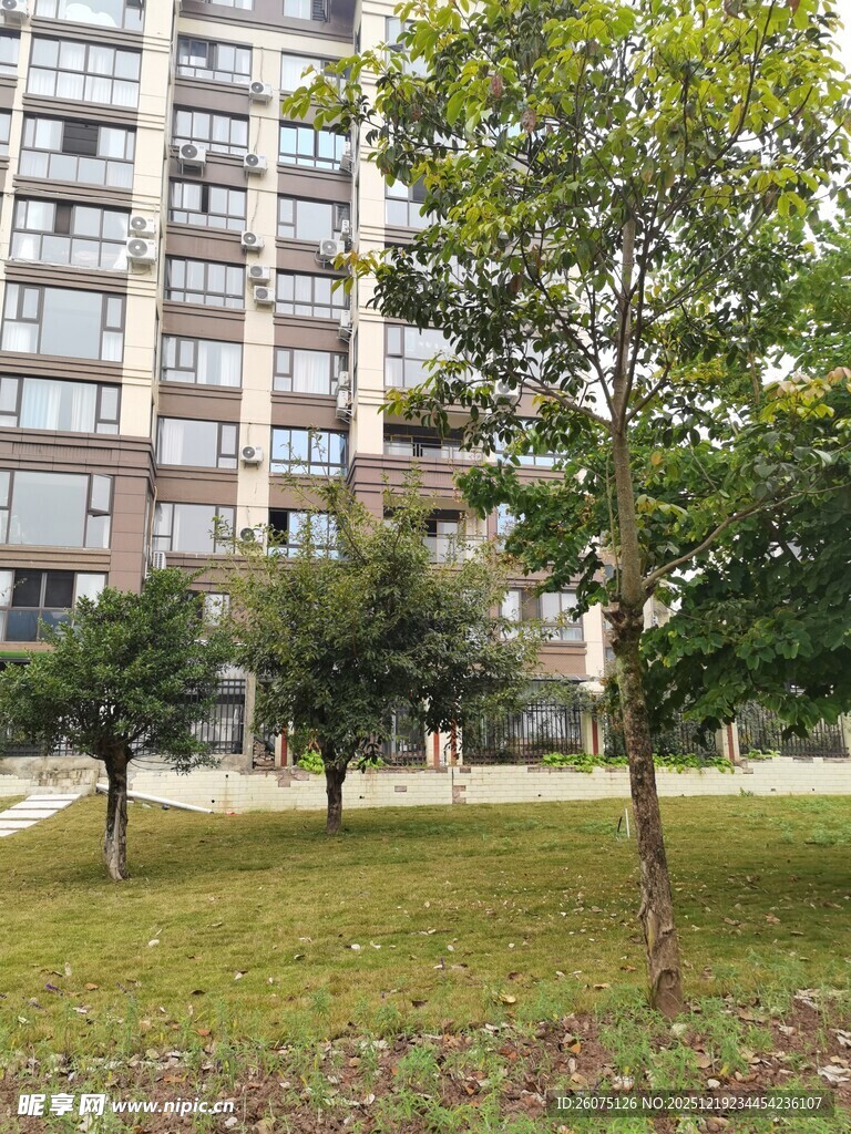 小区内的绿树与高层建筑