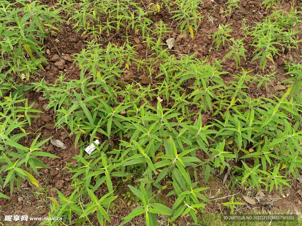 嫩绿蓬勃的田间植物