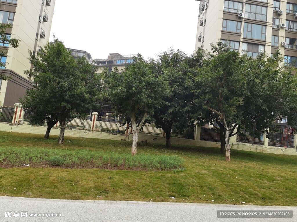 小区内绿意盎然的树木景观