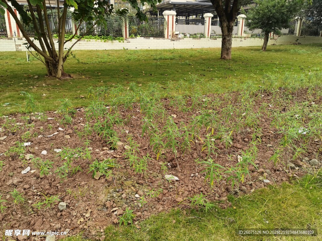 户外草地树木景观图