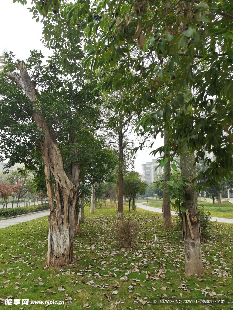 秋日林间树木景致