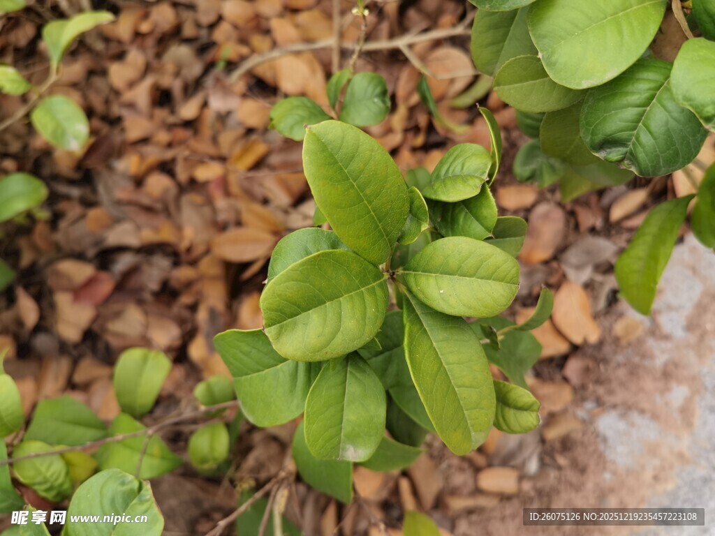 嫩绿叶片与枯叶相伴