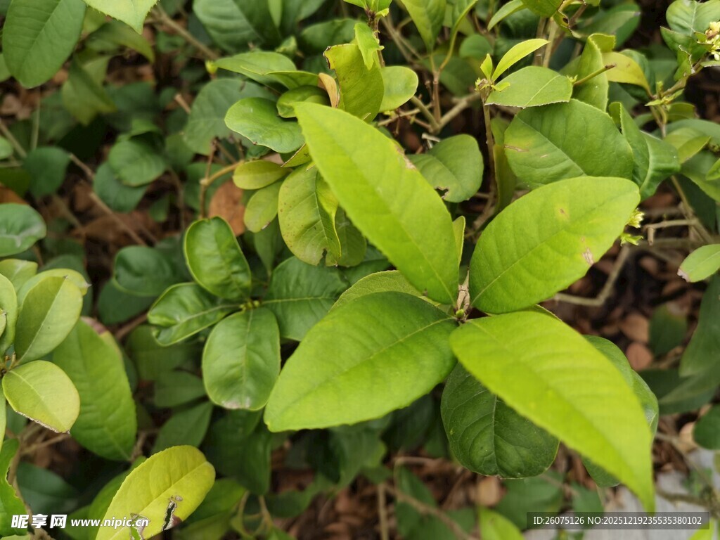 翠绿生机的簇生植物叶片