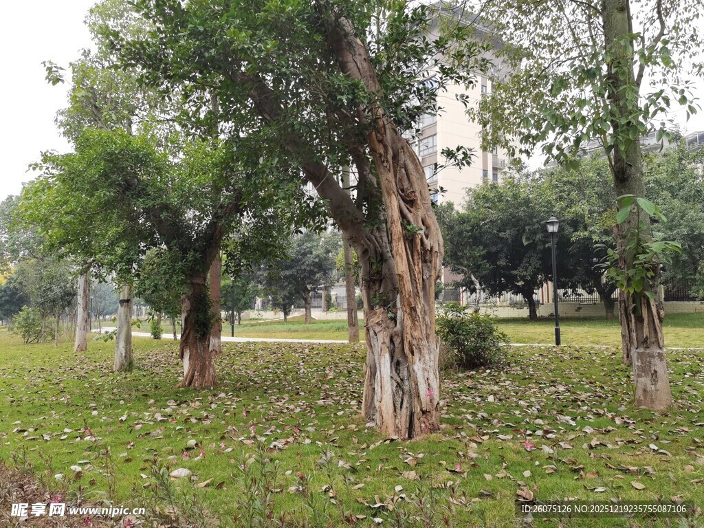 公园内葱郁树木与草地