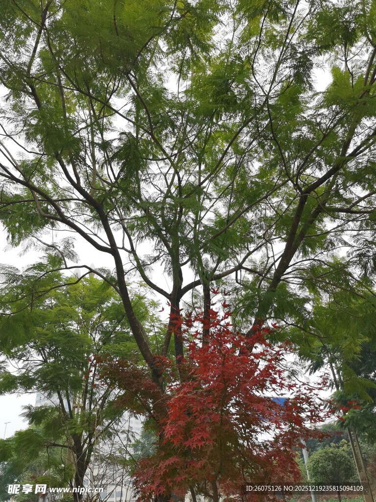 绿树间的一抹红