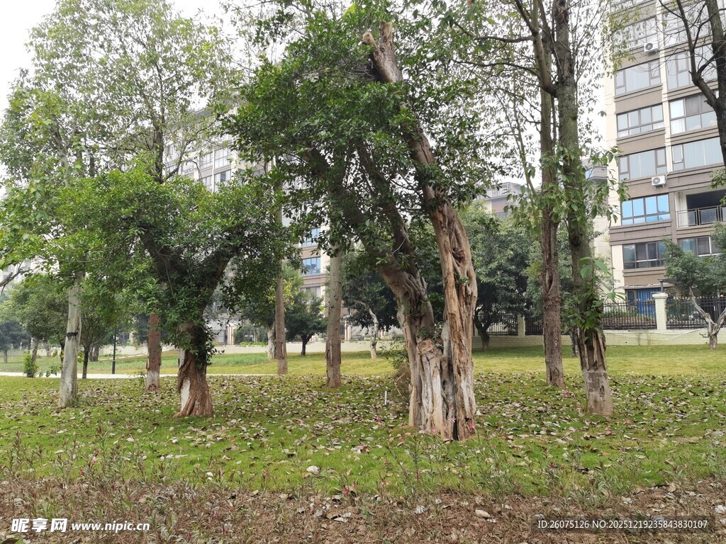 城市公园中的绿树景观