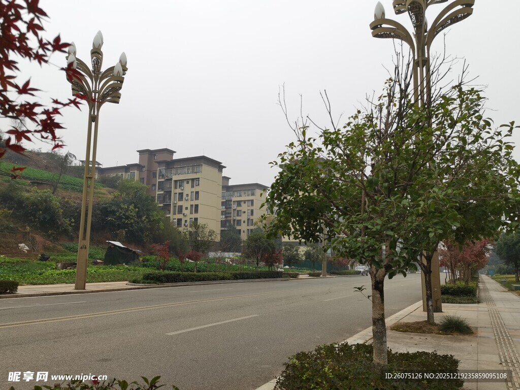 城市街道旁的绿植与建筑