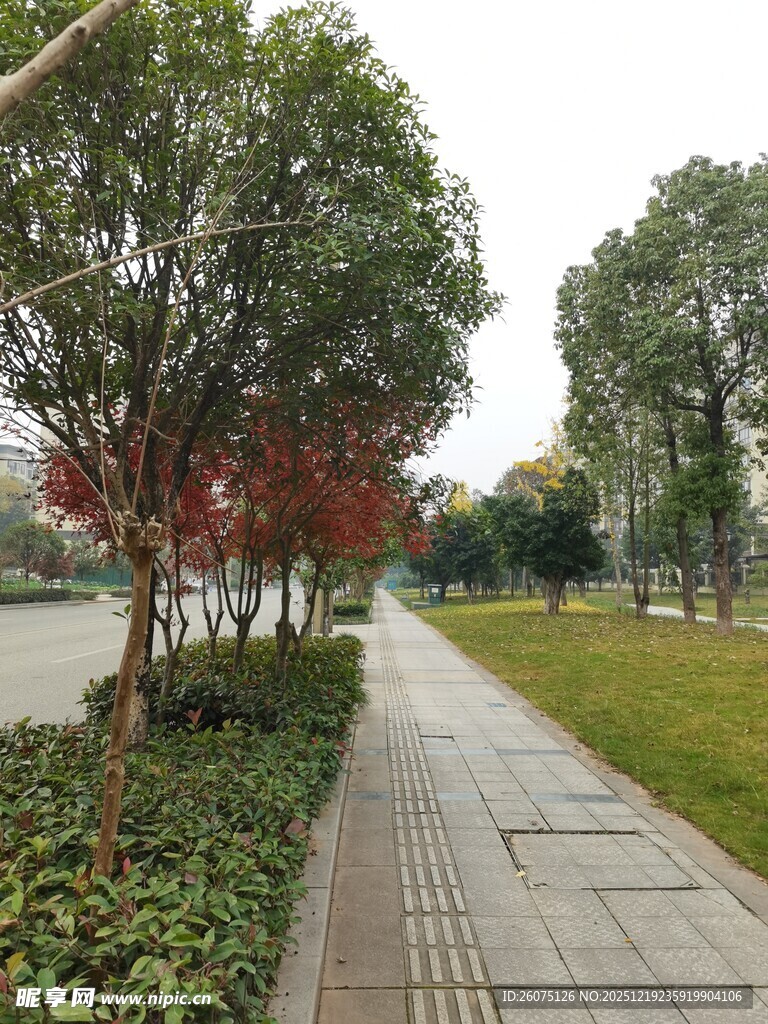 城市林荫步道风景