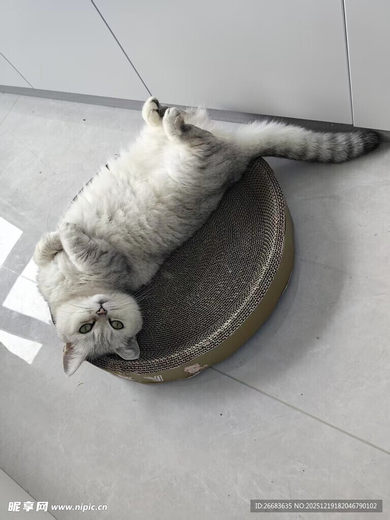 宠物猫咪惬意躺卧在圆形猫窝