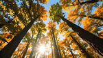 秋日阳光穿透杉树林