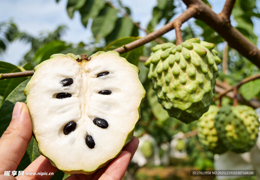 手捧切开的释迦果