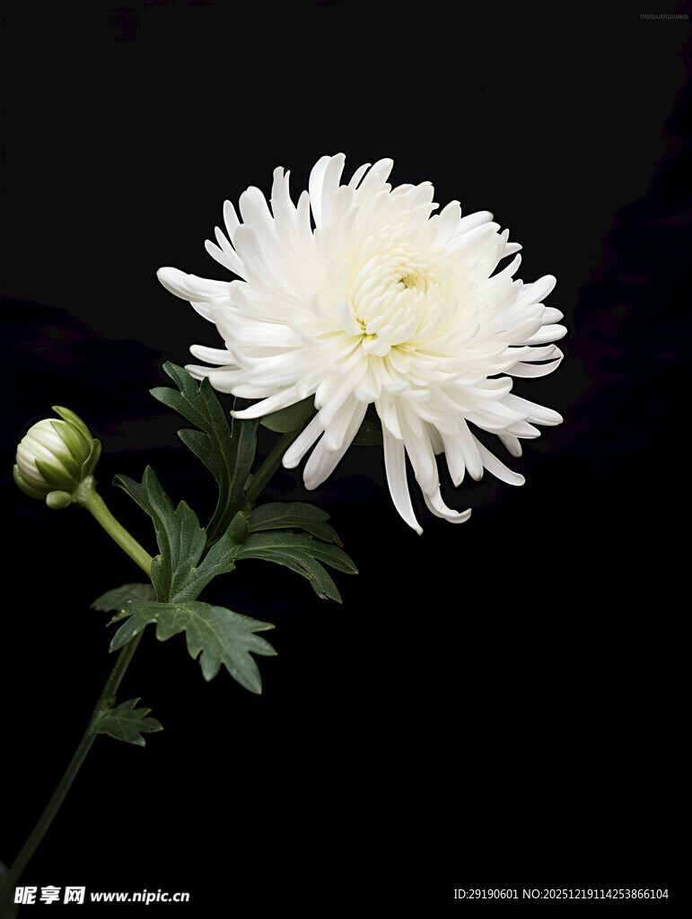 白色菊花特写图片