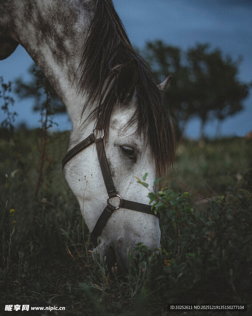 低头吃草的骏马
