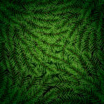 翠绿蕨类纹理背景图