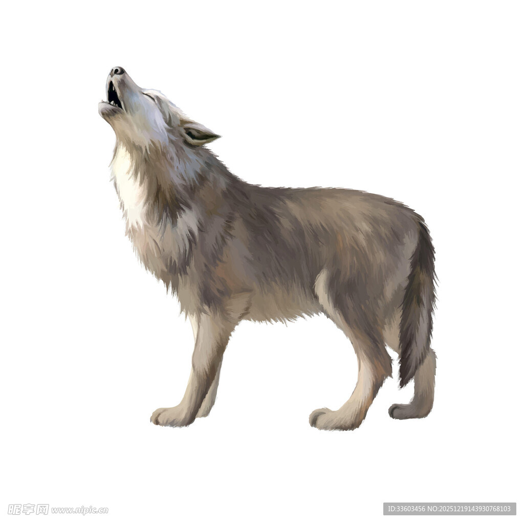 仰头嚎叫的灰狼