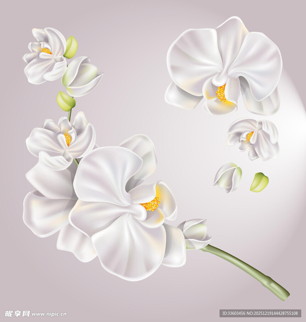 优雅白兰花绽放