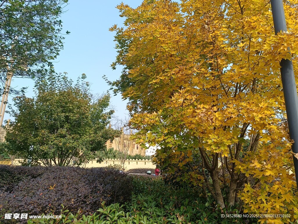 秋日金黄树木风景图