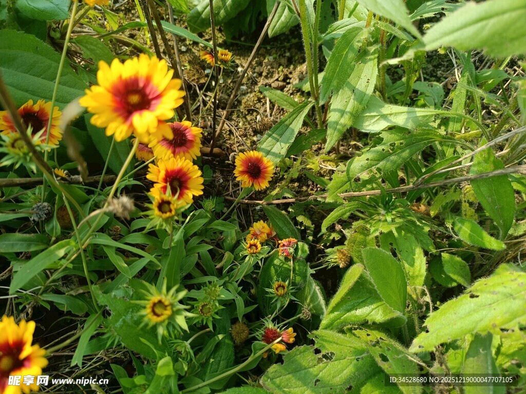 花丛中的美丽黄色花朵