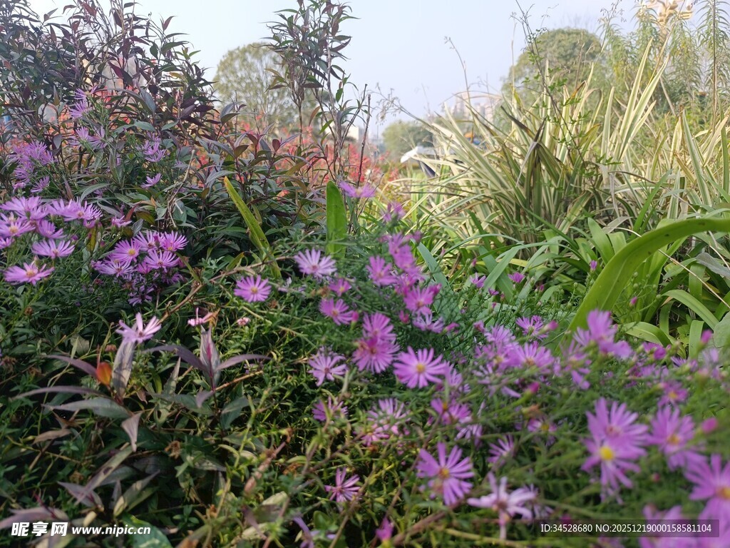 紫色花卉装点的繁茂花园