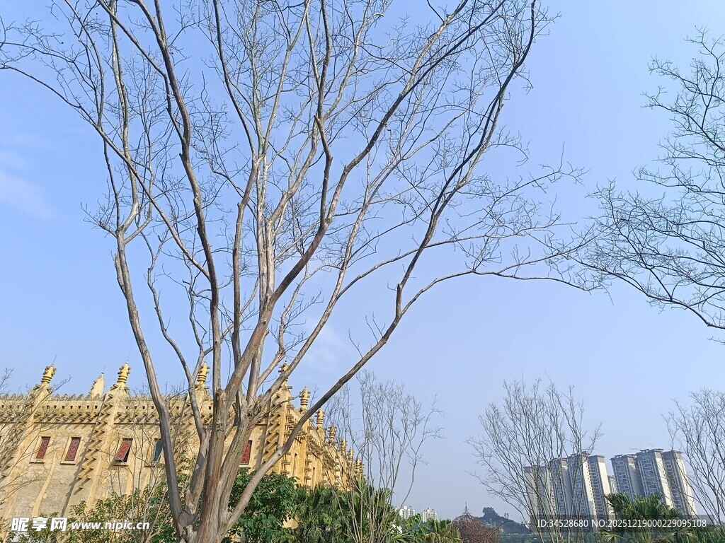 蓝天映衬下的树木与建筑