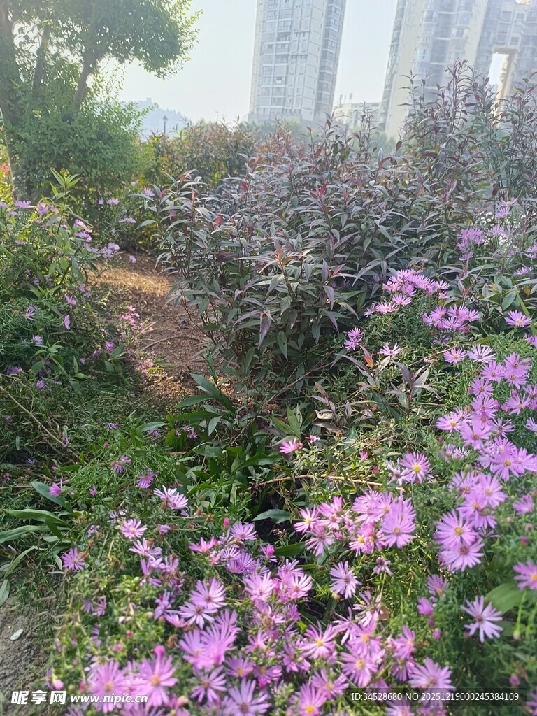 花园中的紫色花卉景观