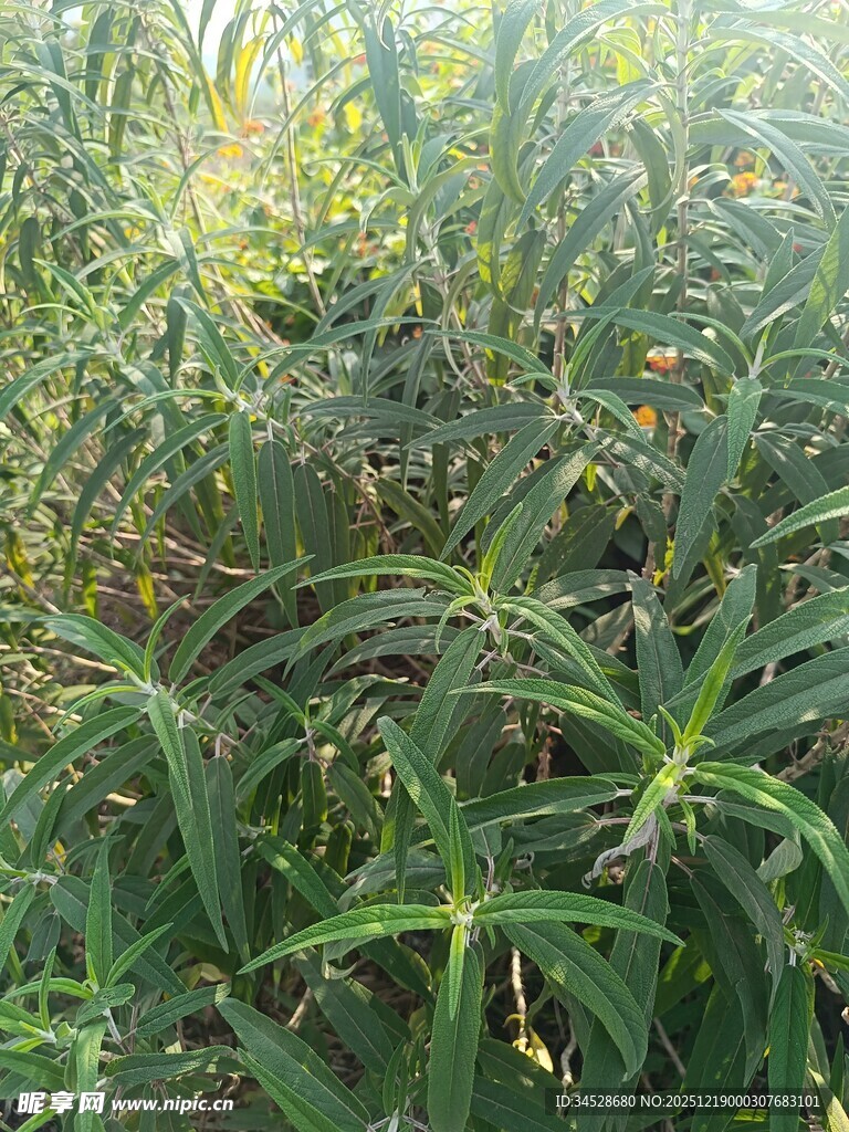 茂密的绿色植物景观