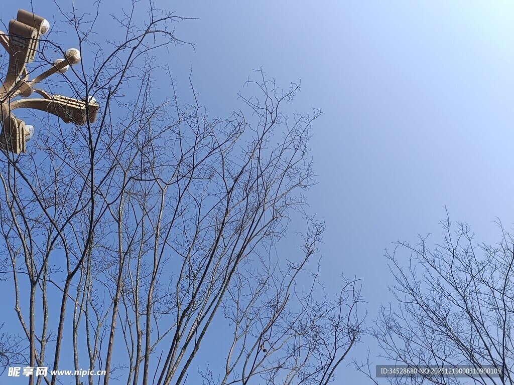 冬日光秃树枝与晴朗天空