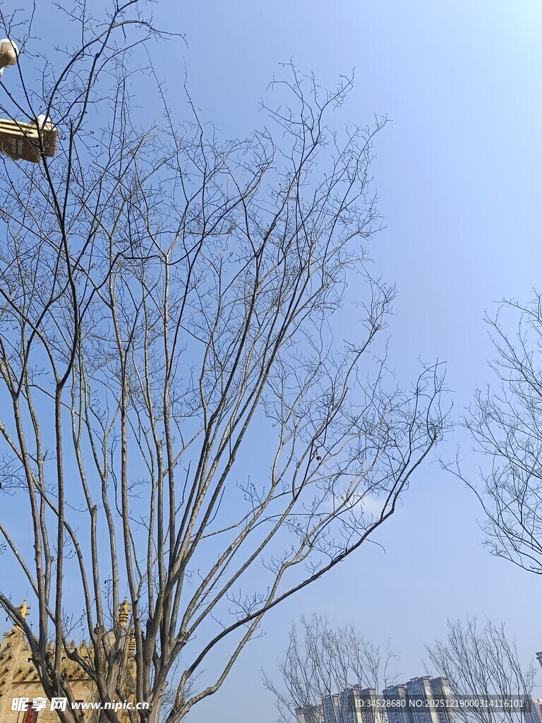 冬日光秃树木与晴朗天空