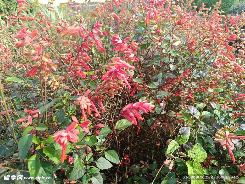 艳丽烂漫的红色花卉景观