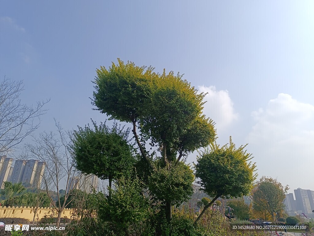 城市中造型独特的景观树