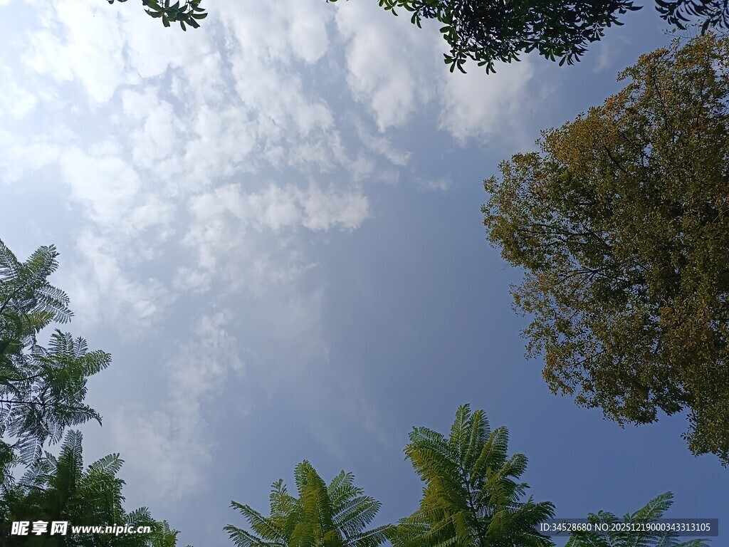 仰望蓝天绿树的清新景象