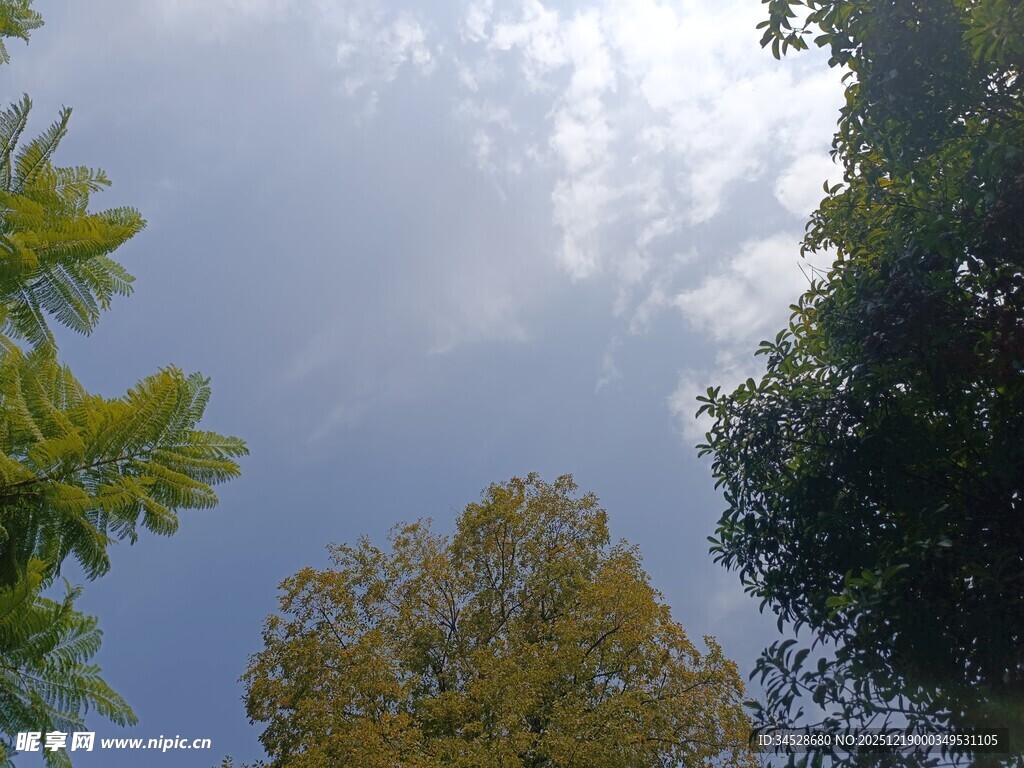 仰望蓝天与葱郁树木