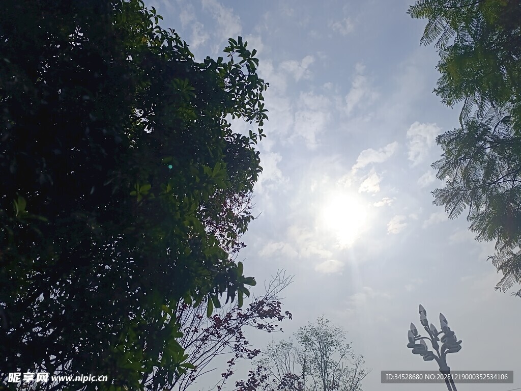 透过树木望天空