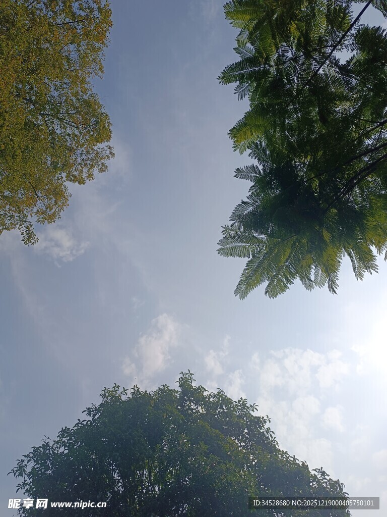 仰视绿树间的晴朗天空