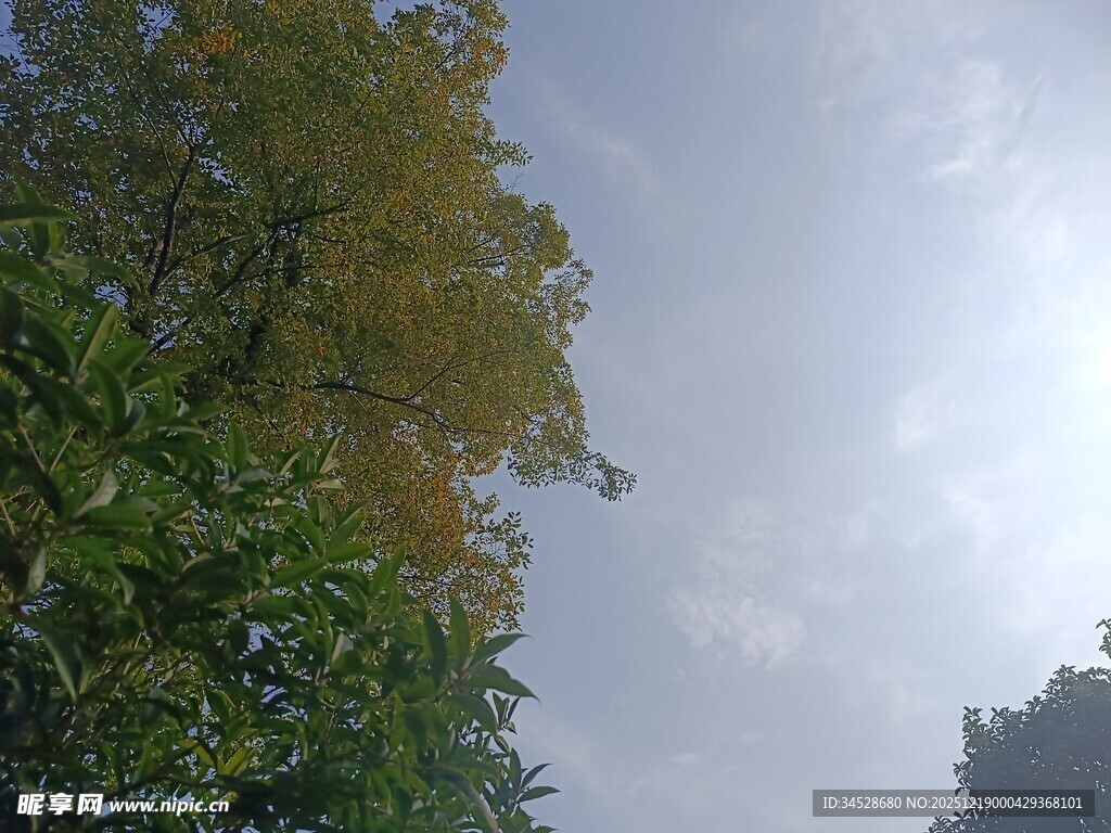 仰视绿树蓝天景象