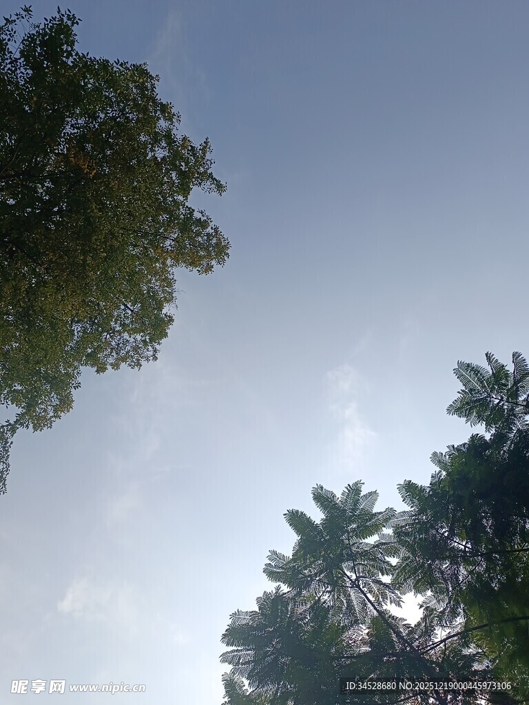 仰视葱郁树木与晴朗天空