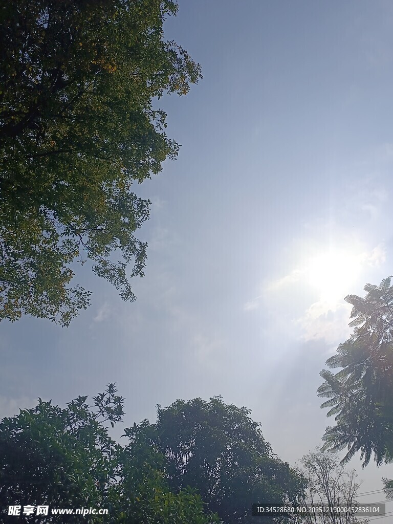 透过枝叶见晴朗天空