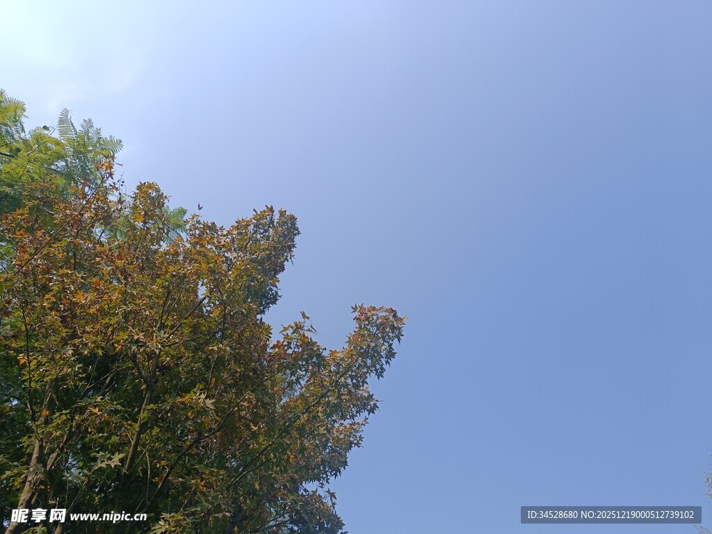 秋日树梢与蓝天