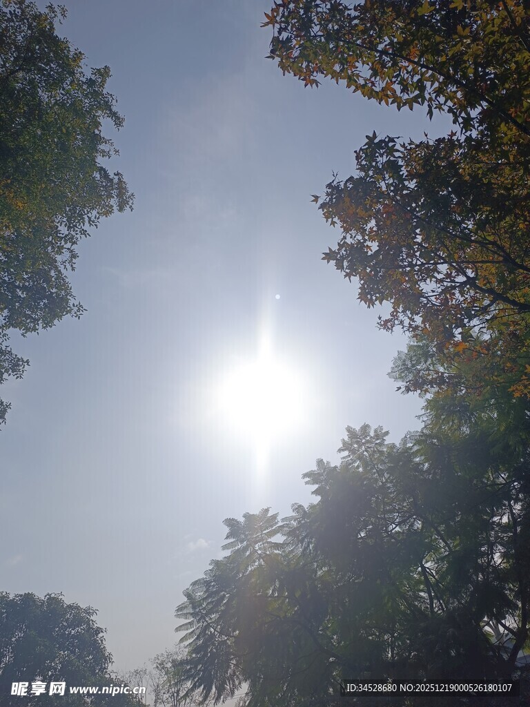 林间阳光洒落的美好景象