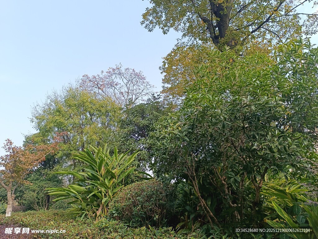 秋日繁茂的林间绿植景观